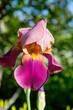 ris Germanica. Iris germanica, commonly known as bearded iris or German bearded iris.