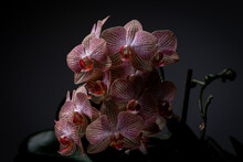 Cluster Of Pink Orchids Against Dark Background With Dramatic Lighting