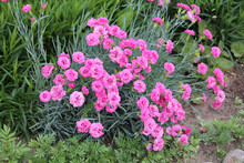 Double Flowers Of Cottage Pink Plant (Dianthus Plumarius) Plants In Summer Garden