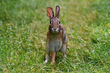 Wall Mural - Eastern Cottontail Bunny Rabbit on grass in park looking around