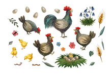 Set Of Watercolor Illustrations, Clipart. Chickens And Rooster.