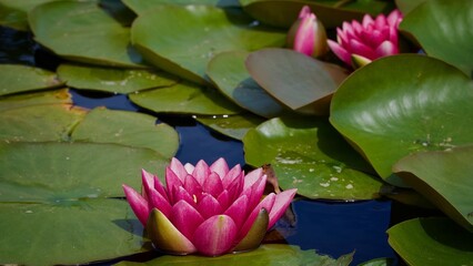 Poster - Water Lilies 