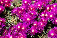 The Hardy Ice Plant Or Delosperma Succulent Pink Flower, Perennial Ground Cover With Daisy-like Purple Flowers