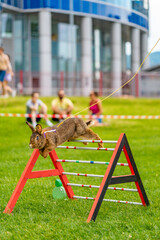 Wall Mural - adorable rabbit bunny jumping over the obstacles during bunny race, green background, pet photography, bunny hop, kaninhop, Symbol of new year 2023, copy space