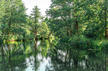 Wall Mural - Rural landscape, river among green meadows