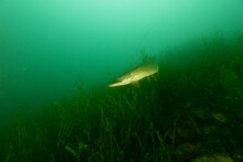 Underwater World  And Fishes With European Pike  In The Lake Of Lucerne Switzerland