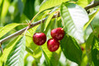 Ripe red sweet cherry on a branch.