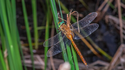 Canvas Print - dragonfly 122