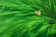 Ślimak w muszelce na łące w głębokiej trawie. Długie źdźbła trawy. Soczysta zieleń, lekko żółtawa muszelka, domek ślimaka.