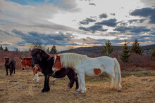 Wild Ponies At Grayson Highlands