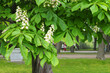 Aesculus hippocastanum or horse chestnut tree in bloom, city park. White flowering flowers on branches, green leaves