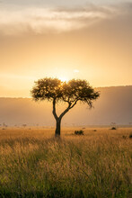 Acacia Tree At Sunset, Maasai Mara, Kenya, Africa