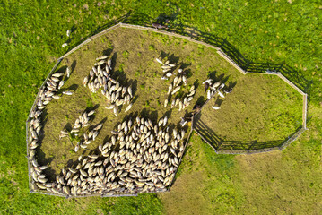 Wall Mural - Aerial view of a fenced flock of sheep