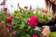 Woman cutting blooming rose flowers in summer garden. Gardener using pruner. William Shakespeare english rose