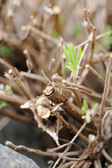 Wall Mural - A young lavender shoot on a woody stem.