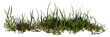 green grass isolated on white background, banner format