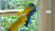 © megaflopp - Female hands in gloves cleaning window using detergent and rags