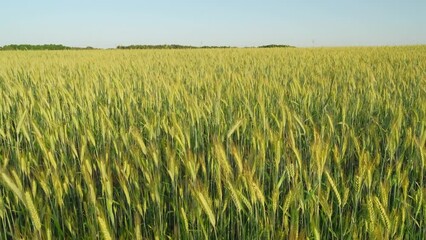 Canvas Print - Green wheat field. Ukrainian wheat grain. Agricultural landscape video 4k