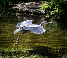 Great Blue Heron Flying Over A River