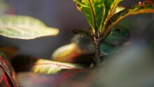 This Close Up Video Shows A Magnificent Tree Frog (Litoria Splendida) Moving About On A Jungle Plant.