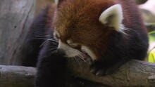 This Video Shows A Cute Wild Ailurus Fulgens Red Panda Yawning And Sticking It's Tongue Out In Treetops.