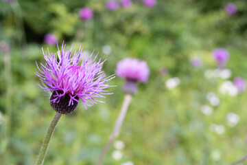 Wall Mural -  A thistle flower in the green field, close-up 2