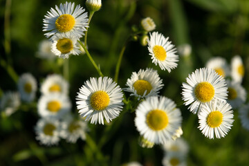 Wall Mural - Daisy fleabane flowers in the field, top view, close-up