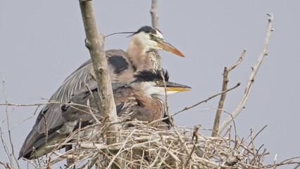 close up view of great blue heron nest with adult and chicks in the treetops.
