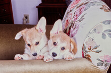 Corgi Puppies Sitting In Beige And Flowery Chair
