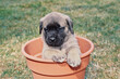 An English mastiff puppy in a flowerpot