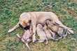 An English mastiff dog nursing her puppies