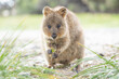 Adorable quokka is enjoying a meal and smiling, Rottnest island, Perth, Western Australia