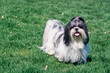 A shih tzu dog standing on a green lawn