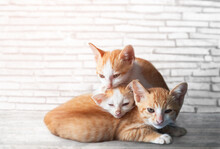 Three Kittens Sleep A Heap. Isolated On Wall Background. Resting Happily In A Warm Atmosphere In The Morning. A Cat Sleeps Curled Up In A Ball, A Fluffy Cat Sleeps.