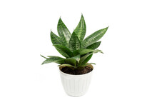 Indoor plants Sansevieria trifasciata in a pot isolated on a white background.