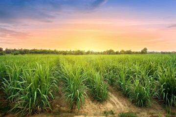 sugarcane field at sunset. sugarcane is a grass of poaceae family. it taste sweet and good for healt