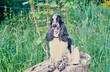 A black and white ticked English cocker spaniel sitting on a stump near tall grass