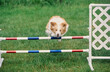 A border collie jumping an agility course hurdle