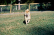 © SuperStock - A Shiba Inu walking through a grassy field