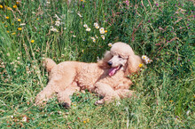 A Standard Poodle Laying In A Field Of Grass With Yellow And White Wildflowers