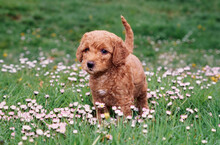 A Labradoodle Puppy In Grass