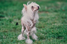 A Chinese Crested Hairless Dog On Grass