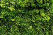 zielone liście bluszczu na ścianie
