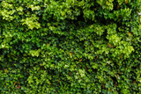 Fototapeta Pomosty - zielone liście bluszczu na ścianie