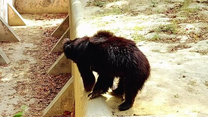 brown bear in zoo