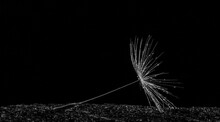 A Delicate Dandelion Seed Falls On A Rough Rock With Many Tiny Rain Drop Black And White Abstract Photo