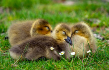 Cute And Adorable Canada Goose Gosling Snuggle Together To Sleep With Sweet Dream