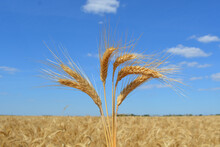 Closeup A Stalks And Ears Of Ripe Golden Wheat. Beginning Of Harvest. In The Background A Field Of Grain, Horizon And A  Blue Sky.