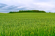 Field with growing grain