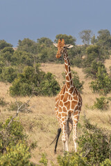 Wall Mural - Giraffe in front Amboseli national park Kenya masai mara.(Giraffa reticulata) sunset.